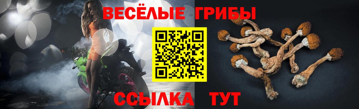 Донской  Псилоцибиновые грибы Psilocybe  Вход с VPN 